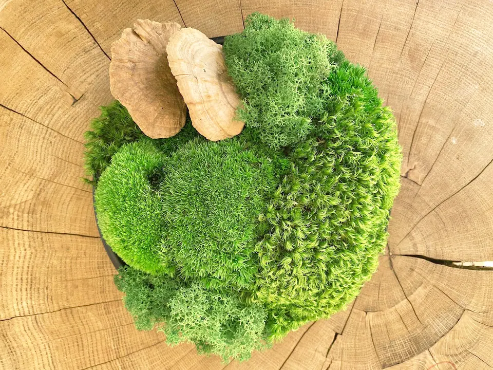 Preserved moss table decor