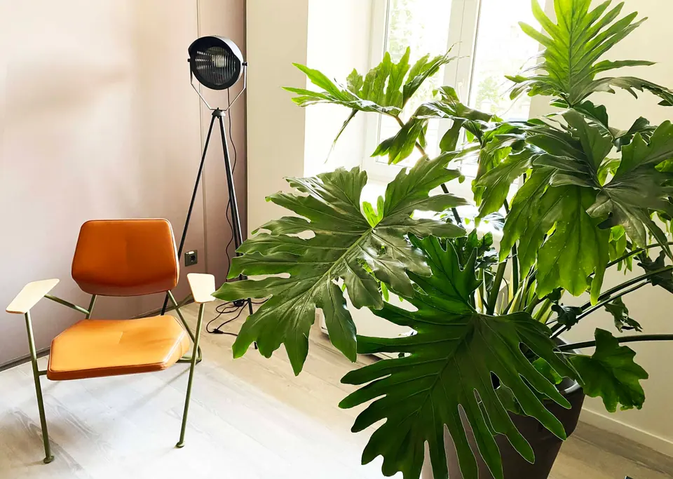 Didelė monstera prie poilsio zonos