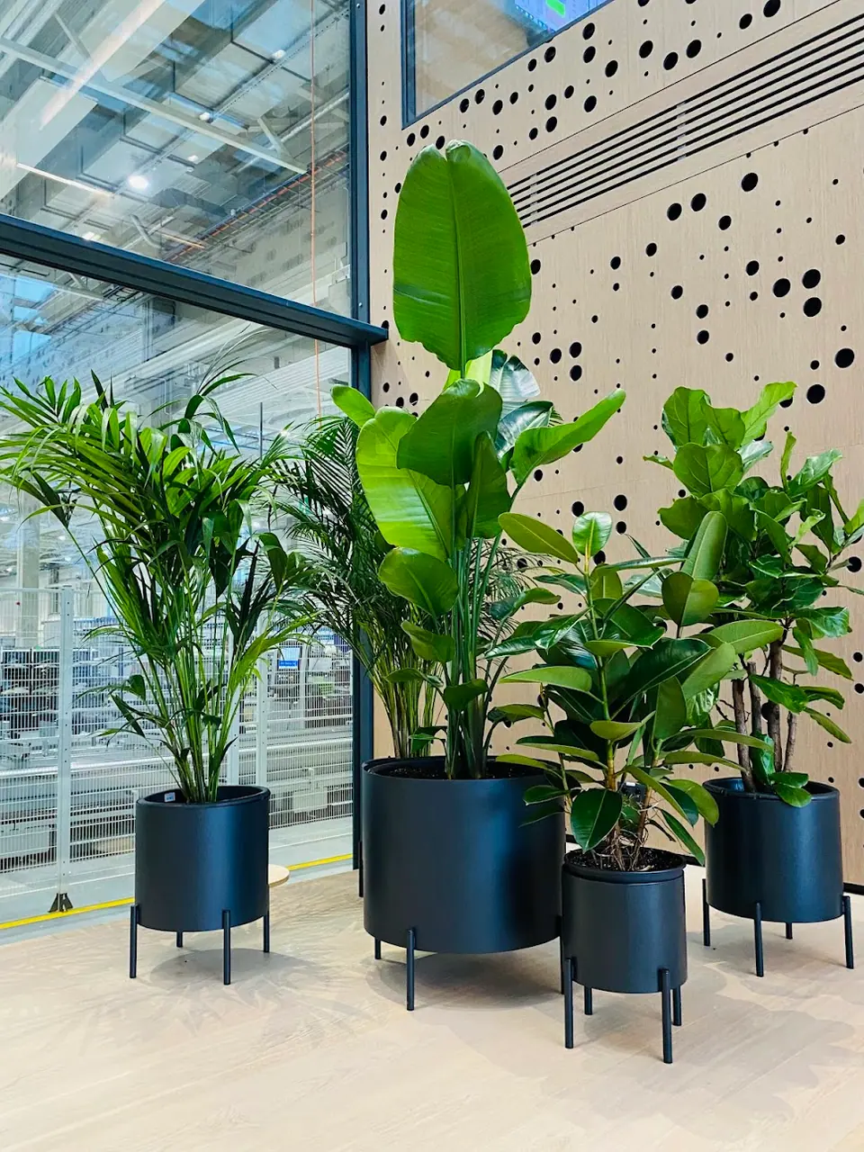 Live potted trees by the windows