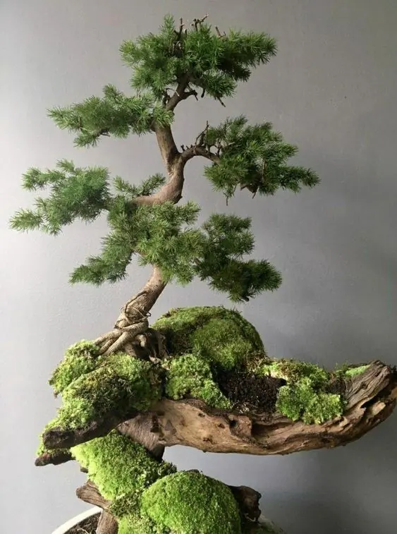 Preserved bonsai tree