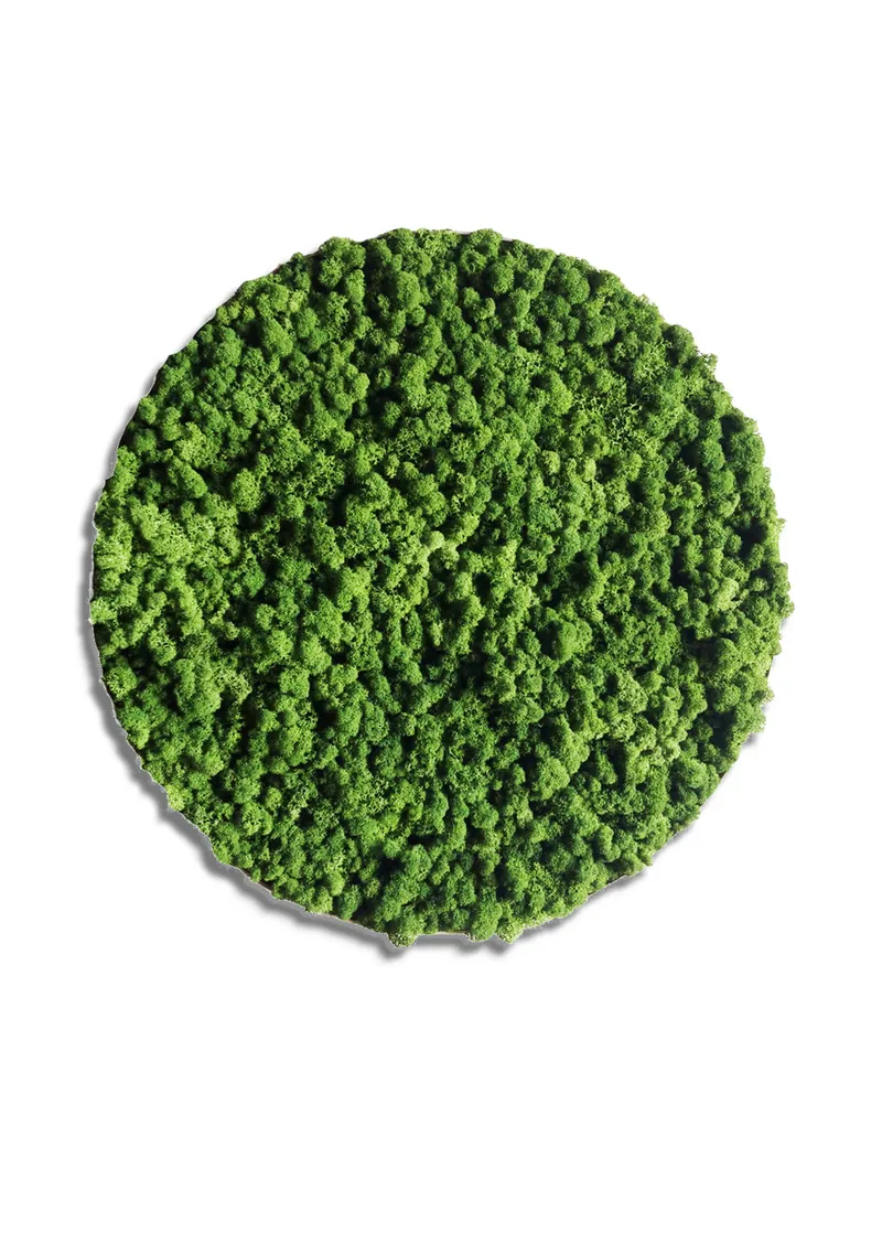 DOT NATURAL – samanų paveikslai