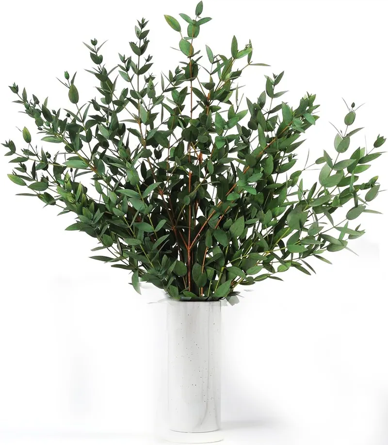 Eukaliptas Parvifolia – stabilizuotas eukaliptas