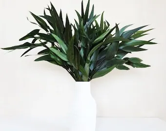 Eukaliptas Pendula – stabilizuotas eukaliptas