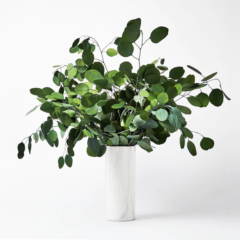Eukaliptas Populus – stabilizuotas eukaliptas