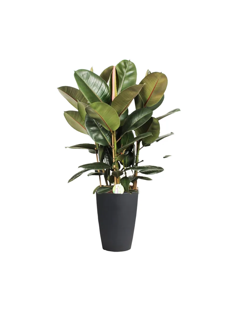 Ficus elastica (3 stiebai), 140 cm – gyvi augalai