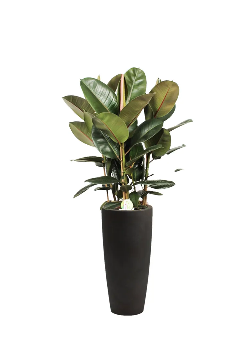 Ficus elastica (3 stiebai), 210 cm – gyvi augalai
