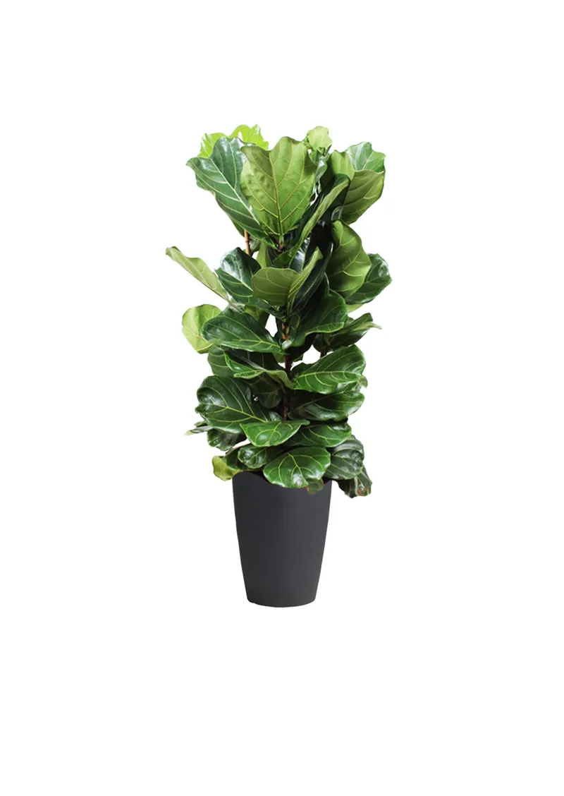 Ficus lyrata (3 stiebai), 140 cm – gyvi augalai
