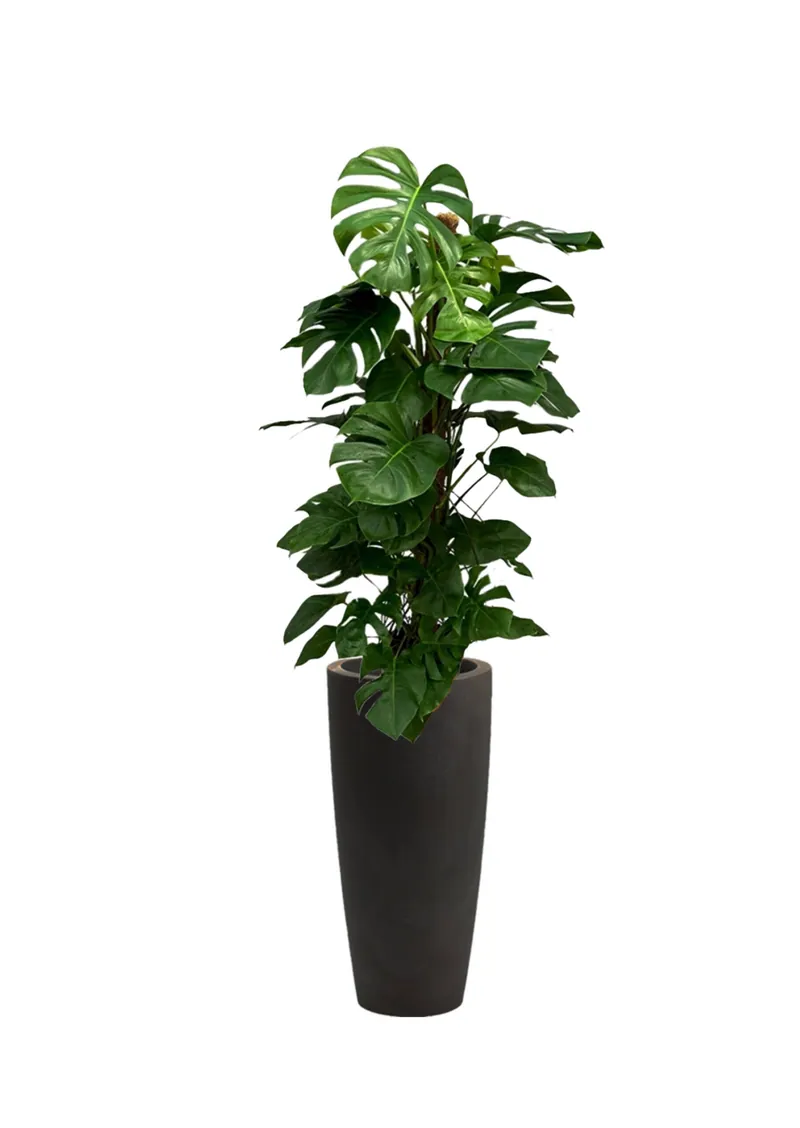 Monstera, 140 cm – gyvi augalai