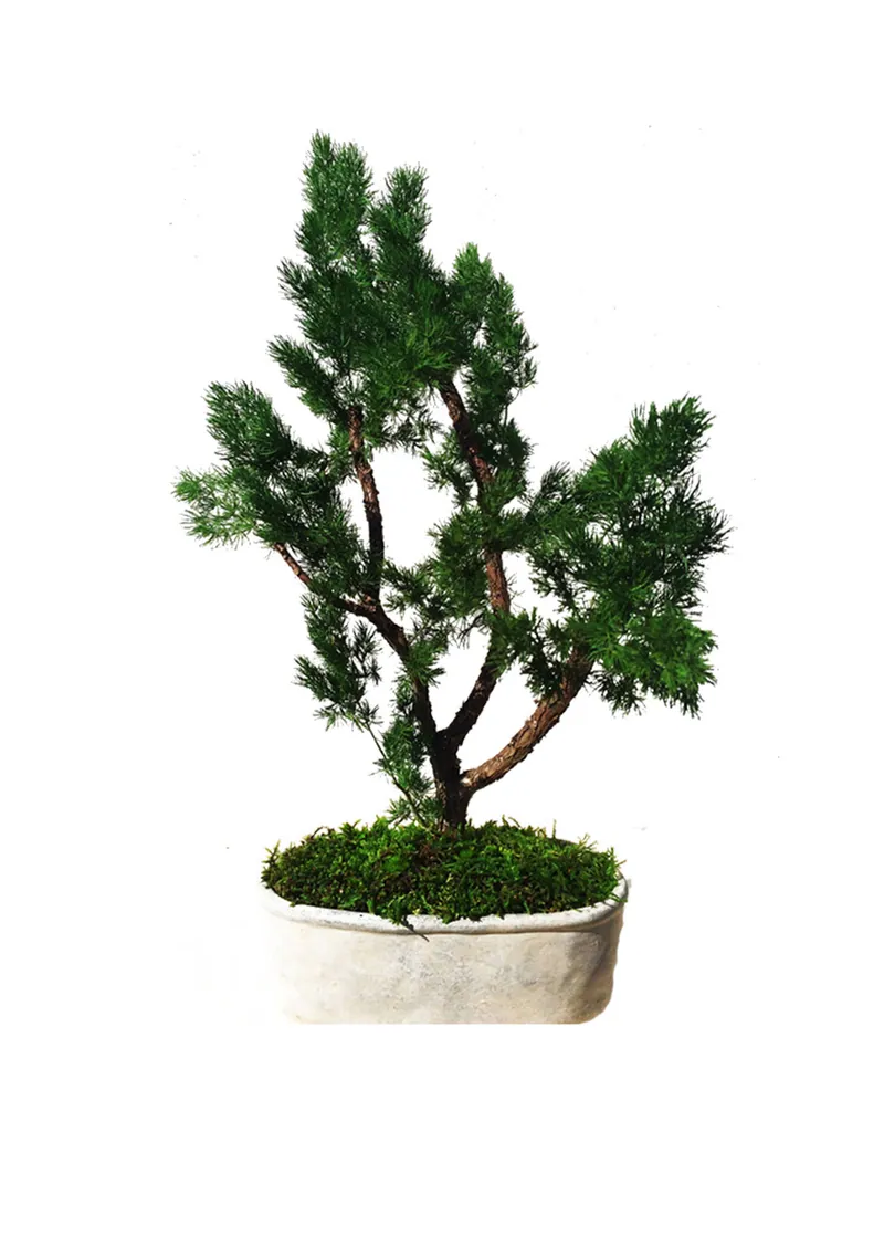 Stabilizuotas bonsai medis II – stabilizuoti medžiai