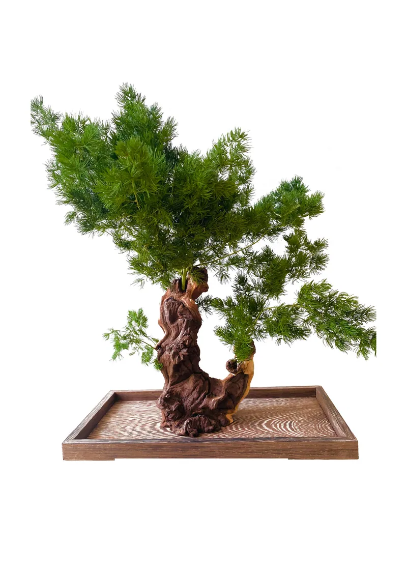 Stabilizuotas bonsai medis – stabilizuoti medžiai