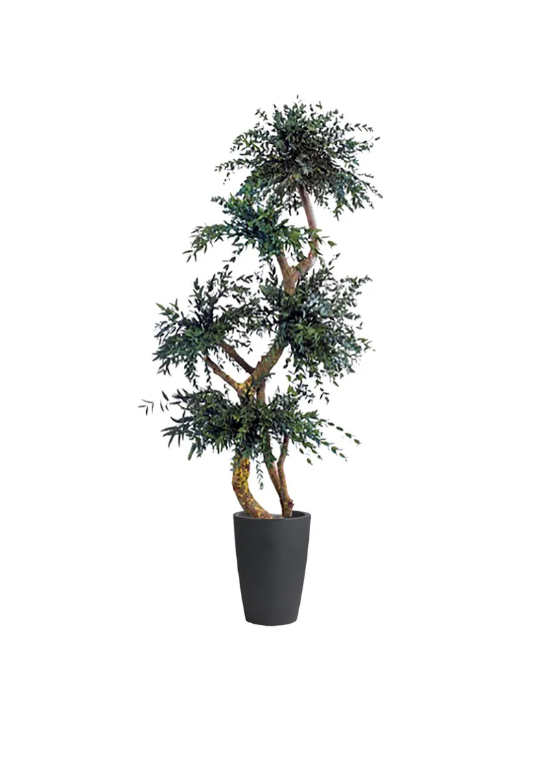 Stabilizuotas eukaliptas Parvifolia – stabilizuoti medžiai