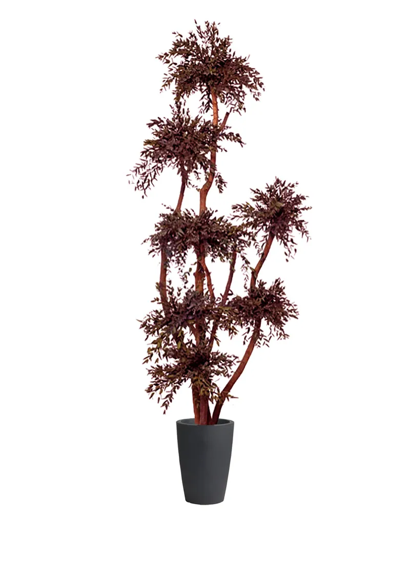 Stabilizuotas eukaliptas Parvifolia Red – stabilizuoti medžiai