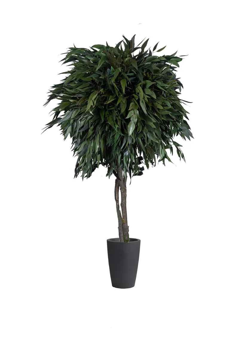 Stabilizuotas eukaliptas Pendula – stabilizuoti medžiai