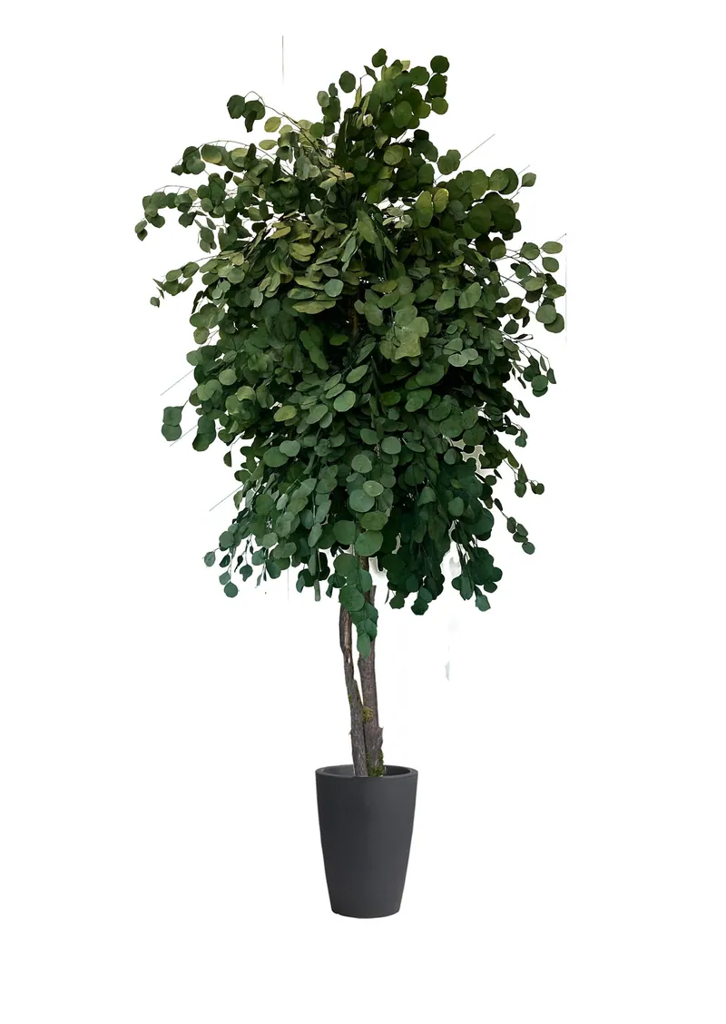 Stabilizuotas eukaliptas Populus Green – stabilizuoti medžiai