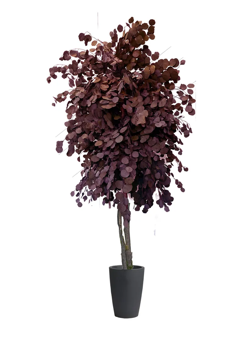 Stabilizuotas eukaliptas Populus Red – stabilizuoti medžiai