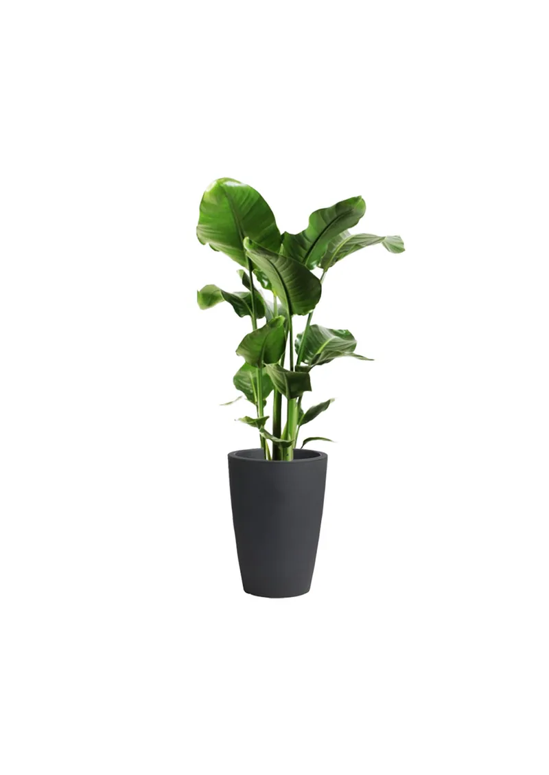 Strelitzia nicolai, 140 cm – gyvi augalai