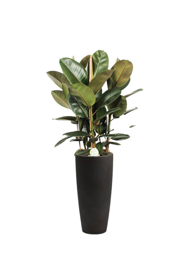 FICUS ELASTICA  (3 stiebai) 210