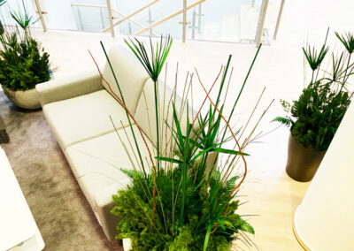 Stabilizuotų augalų instaliacija vazonuose ir ant sienos Toyota autocentro VIP zonoje